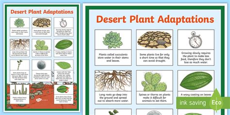 Desert Plant Adaptations Display Poster - Teaching Resource