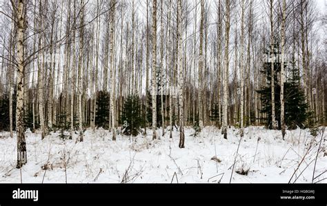 birch trees with branches and leaves in winter snow Stock Photo - Alamy