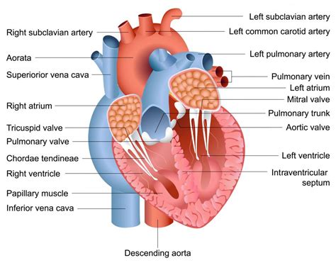 Heart Septum Structure And Function