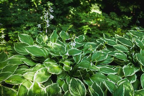 Which Hostas Can Grow in the Sun?