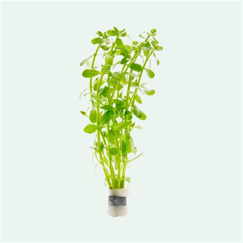 Bacopa Monnieri Live Aquatic Plant | Beginner Aquarium Stem Plant ...