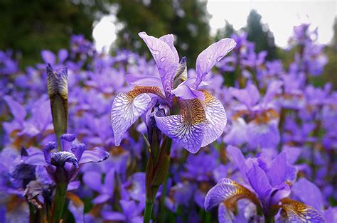 2024's 10 Iris Flower Symbolism Facts & Meaning: Zodiac, Superstitions ...