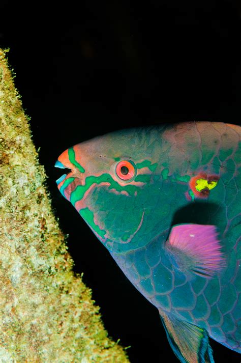 Parrotfish and Their Amazing Teeth