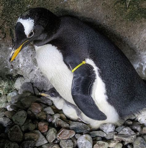 Kansas City Zoo offering 24-hour live stream of penguins | FOX 4 Kansas ...