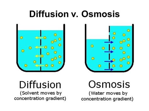 Osmosis Definition