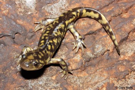 Arizona Tiger Salamander - Ambystoma mavortium nebulosum | Amphibians