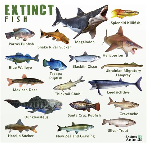 Pictures Of Fishes And Their Names