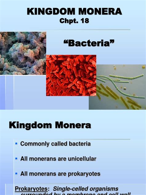 Kingdom Monera | Archaea | Bacteria