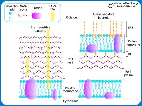 Cell wall and cell membrane