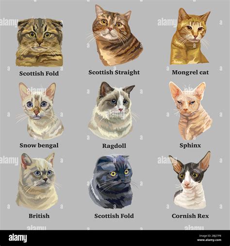 Cat Breeds Chart