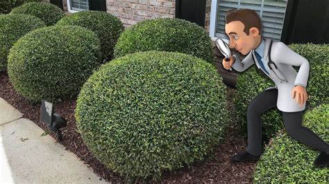 Trimming Round Ball Bushes - YouTube