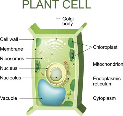 Simple Plant Cell Drawing at PaintingValley.com | Explore collection of ...