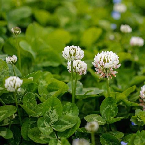 Bulk White Dutch Clover Seeds Trifolium Repens