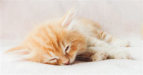 Feline Leukemia: Symptoms, Transmission, Treatment, and Vaccine