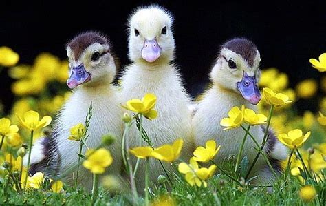 Ducklings, cute, young, ducks, flowers, blossoms, spring, HD wallpaper ...