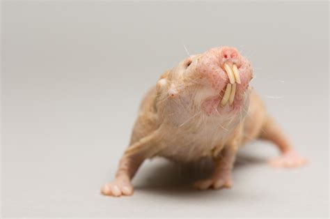 Naked Mole Rat | RARE: Creatures of the Photo Ark | Official Site | PBS