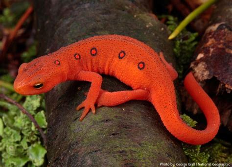 Interesting facts about newts | Just Fun Facts