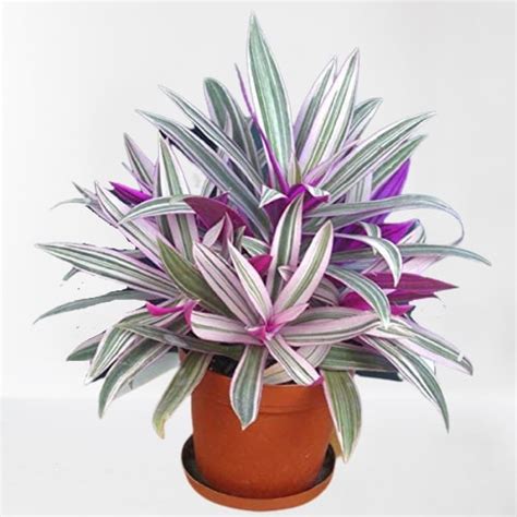 Rhoeo Plant, Rhoeo discolor (Tricolor, Variegated) Plant - With Pot ...