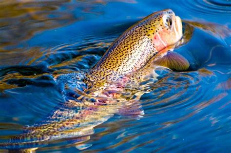 Yosemite Fly Fishing Guide | Fly Fishing in Yosemite National Park