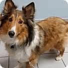 Sheltie Puppies - Sheltie Rescue and Adoption Near You