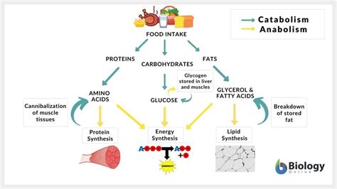 Types of Metabolism