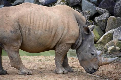 White Rhinoceros Animal Facts | Ceratotherium simum | AZ Animals