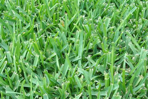 Best St Augustine Grass Seed: Which Variety is Best For Your Lawn?