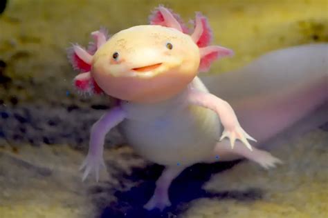 What is an Axolotl? The Ultimate Guide - SeaQuest ≽( ᴗ )≼