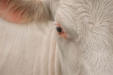 Charolais cows on Behance