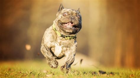 Desktop Hintergrundbilder Französische Bulldogge Hunde 2560x1440