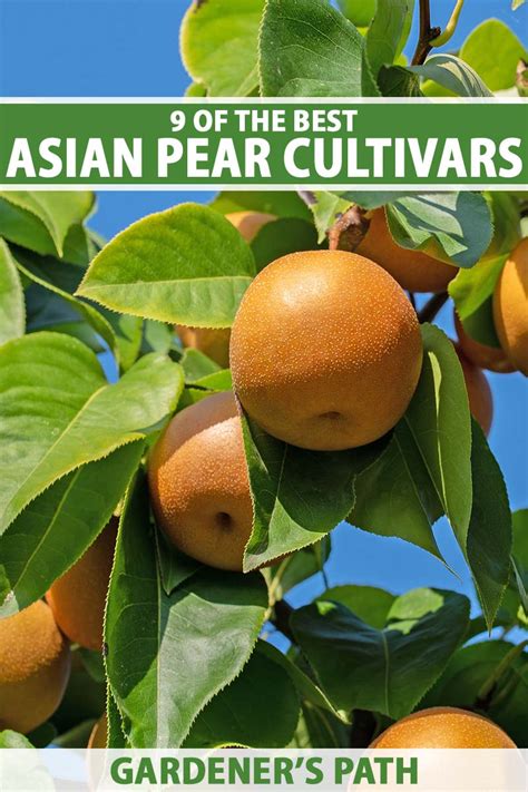 9 of the Best Asian Pear Cultivars | Gardener’s Path