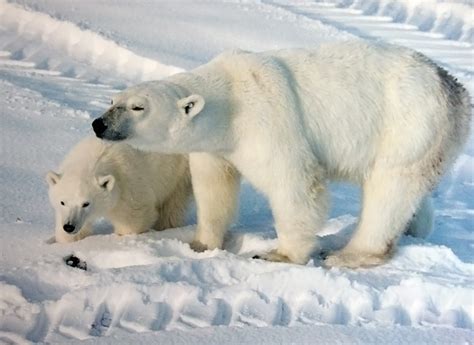 File:Ursus maritimus mother with cub.jpg - Wikimedia Commons