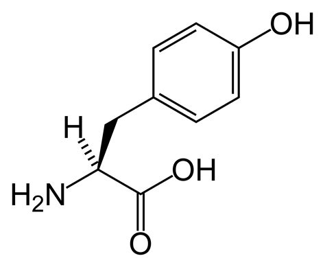 Norepinephrine | Psychology Wiki | FANDOM powered by Wikia