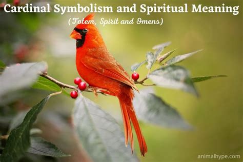 Cardinal Symbolism And Meaning (Totem, Spirit and Omens) - Animal Hype