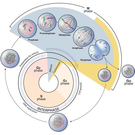 Phases of the cell cycle | Battista Illustration