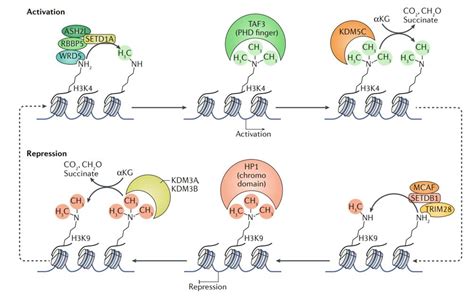 Histone Methylation Analysis Method - Creative Proteomics Blog