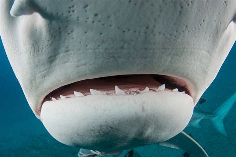 27 Great Facts About Shark Teeth - Facts.net