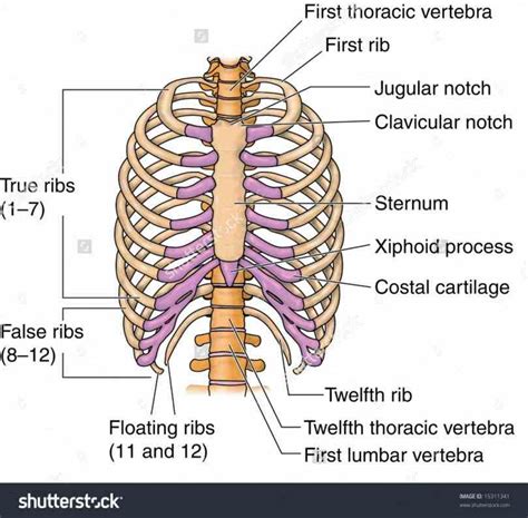 Anatomy Of Sternum And Ribs | MedicineBTG.com