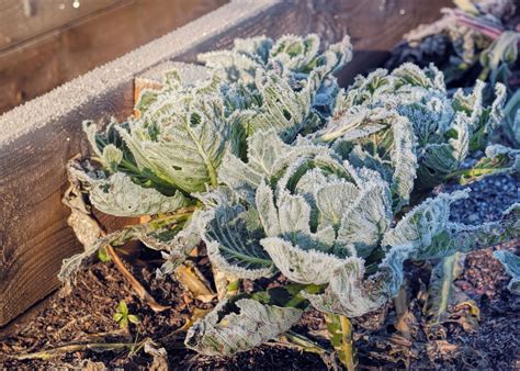 Plant Frost Information - Effects Of Hard Frost On Plants | Gardening ...