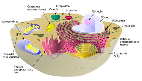 Estructura Y Funcion De La Celula Procariota Y Eucariota 2021 Idea E ...