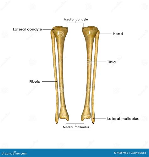 Fibula Anatomy Diagram