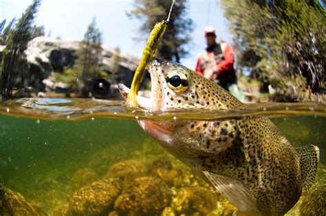 Minnesota Stream Trout Fishing Opens Saturday