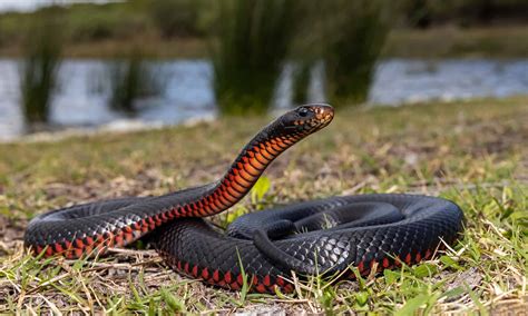 Black Snake with Red Belly in Florida: What Is It and Is It Poisonous ...