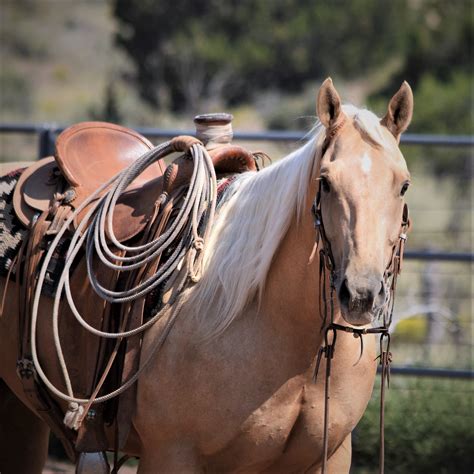 Driftwood Palomino Ranch Gelding