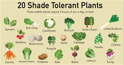 20 Shade-Tolerant Plants to Grow in Your Garden This Summer - Live Love ...