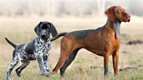 These Are 10 Ultimate Pointing Dog Breeds - YouTube