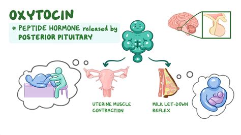 Oxytocin: Nursing pharmacology - Osmosis Video Library