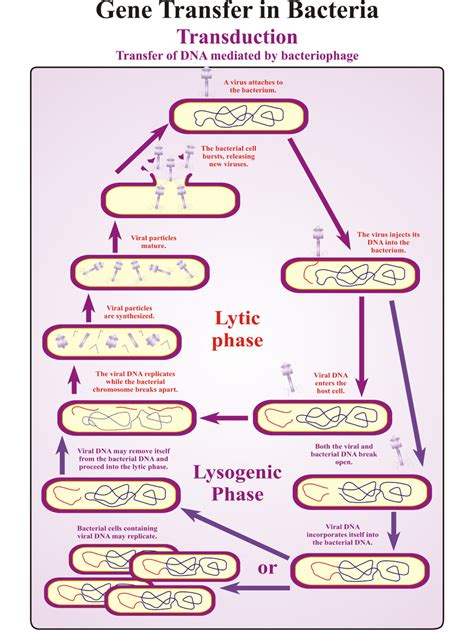 Gene Transfer in Bacteria Transduction | Dbios Charts