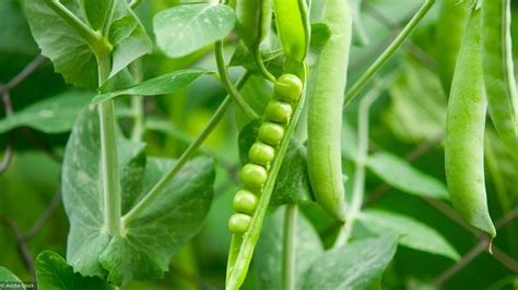 Potager: comment semer des petits pois?