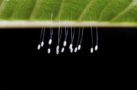 Finding Lacewing Larvae In Gardens - What Do Lacewing Eggs Look Like ...